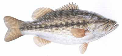 Guntersville Bass Fishing Guide