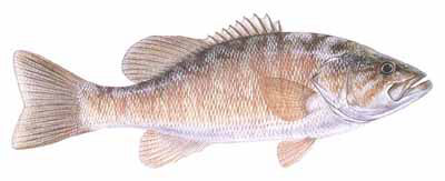 Guntersville Bass Fishing Guide