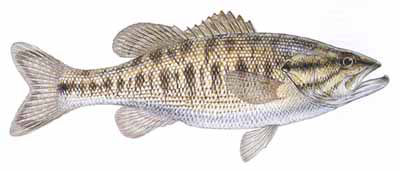 Guntersville Bass Fishing Guide