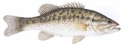 Guntersville Bass Fishing Guide