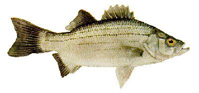 Guntersville Bass Fishing Guide