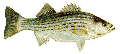 Guntersville Bass Fishing Guide