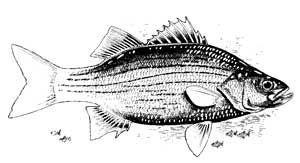 Guntersville Bass Fishing Guide