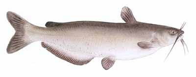 Guntersville Bass Fishing Guide