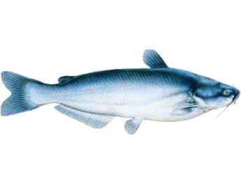 Guntersville Bass Fishing Guide