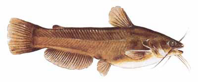 Guntersville Bass Fishing Guide