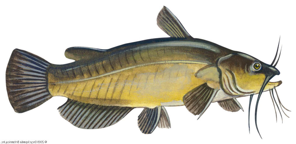 Guntersville Bass Fishing Guide