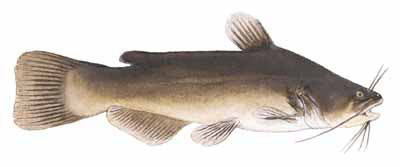 Guntersville Bass Fishing Guide
