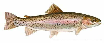 Guntersville Bass Fishing Guide
