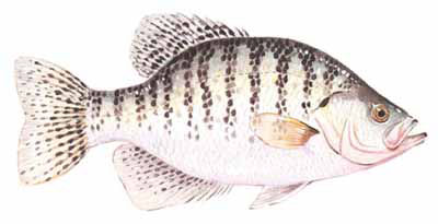 Guntersville Bass Fishing Guide