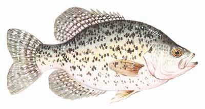 Guntersville Bass Fishing Guide