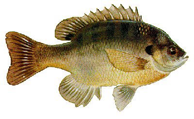 Guntersville Bass Fishing Guide