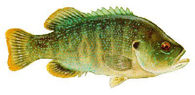 Guntersville Bass Fishing Guide