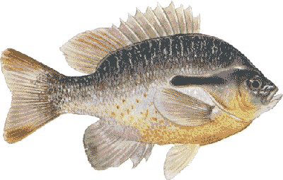 Guntersville Bass Fishing Guide