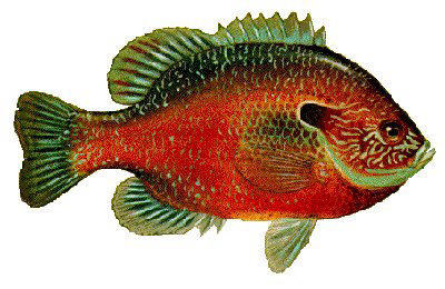 Guntersville Bass Fishing Guide