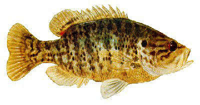 Guntersville Bass Fishing Guide