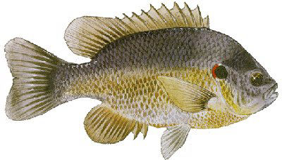 Guntersville Bass Fishing Guide
