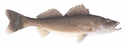Guntersville Bass Fishing Guide