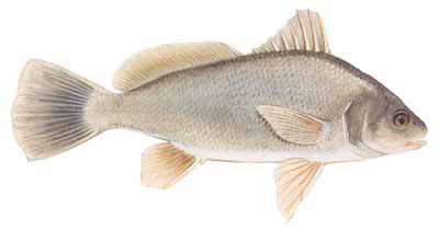 Guntersville Bass Fishing Guide