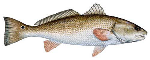 Guntersville Bass Fishing Guide