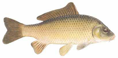 Guntersville Bass Fishing Guide