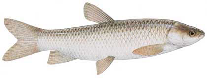 Guntersville Bass Fishing Guide