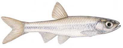 Guntersville Bass Fishing Guide