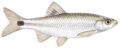 Guntersville Bass Fishing Guide