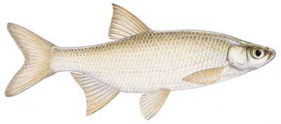 Guntersville Bass Fishing Guide