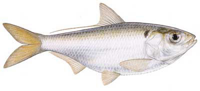Guntersville Bass Fishing Guide