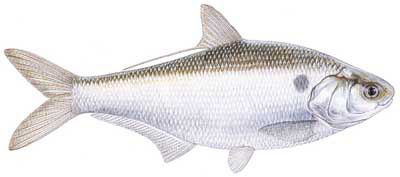 Guntersville Bass Fishing Guide