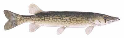 Guntersville Bass Fishing Guide