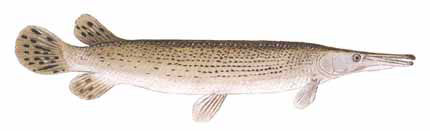 Guntersville Bass Fishing Guide