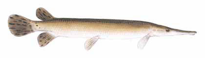 Guntersville Bass Fishing Guide