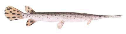 Guntersville Bass Fishing Guide