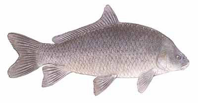 Guntersville Bass Fishing Guide