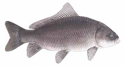 Guntersville Bass Fishing Guide