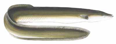 Guntersville Bass Fishing Guide