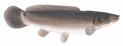 Guntersville Bass Fishing Guide