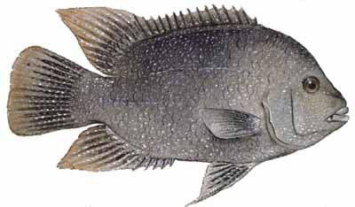 Guntersville Bass Fishing Guide